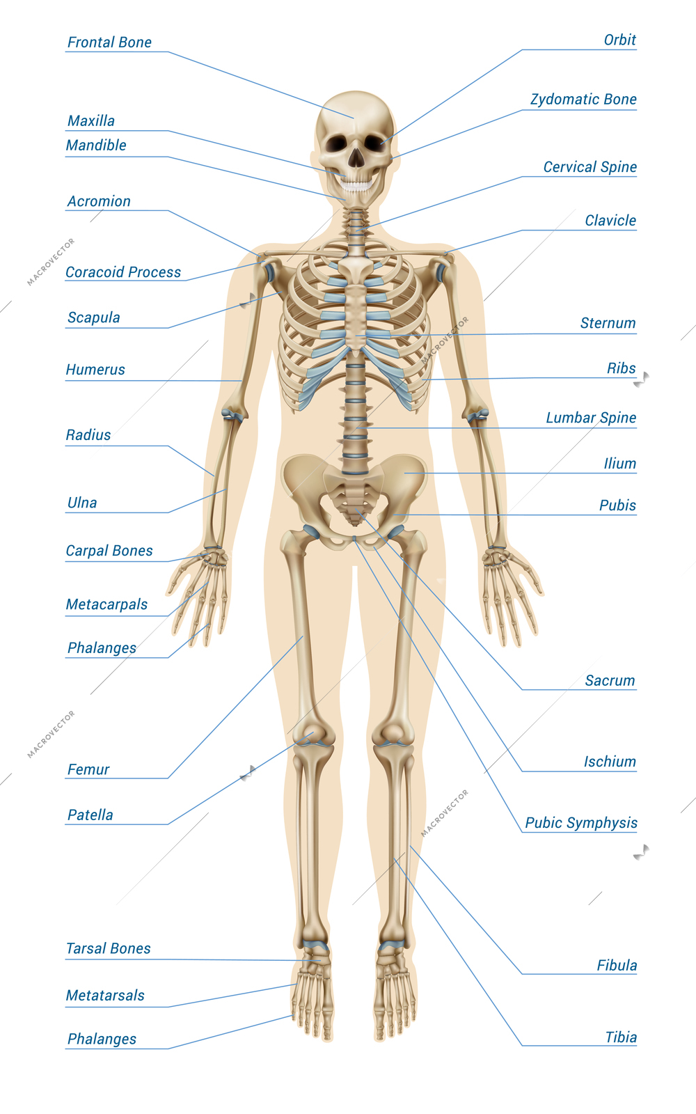 Realistic human skeletal system with letterings of bones infographics on white background vector illustration