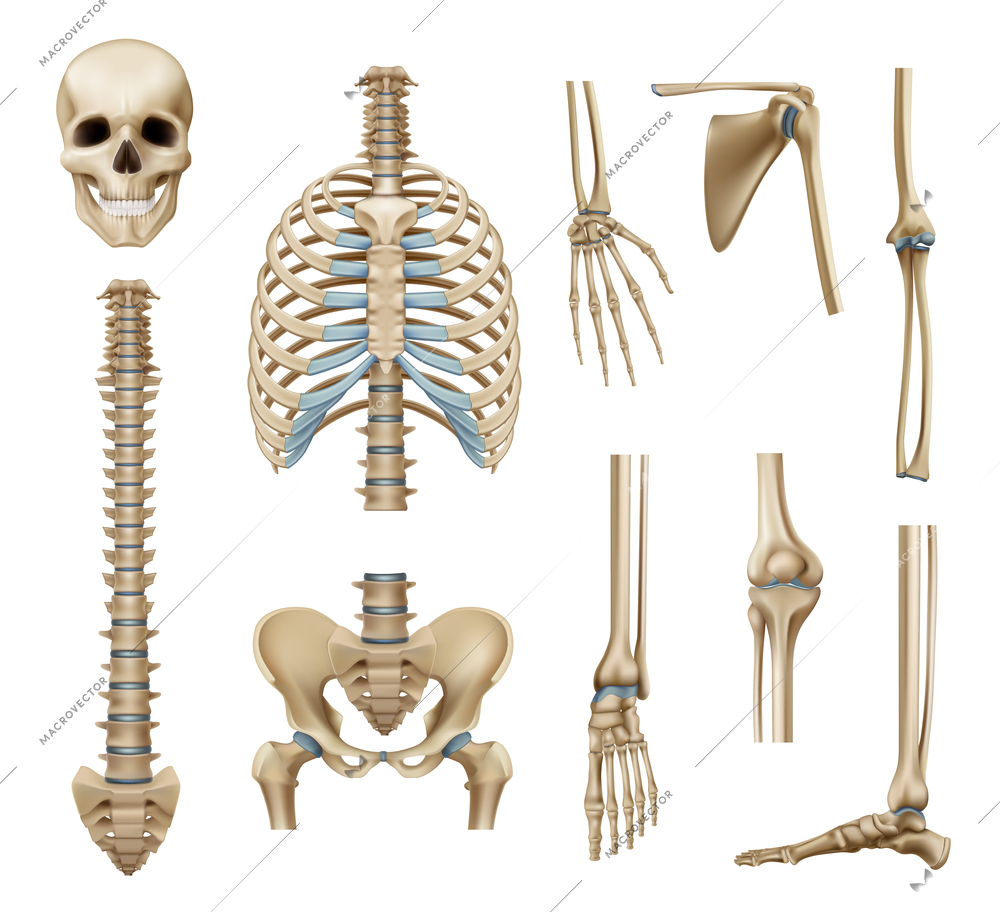 Realistic human skeleton parts set with skull spine scapula bones of pelvis and limbs isolated vector illustration