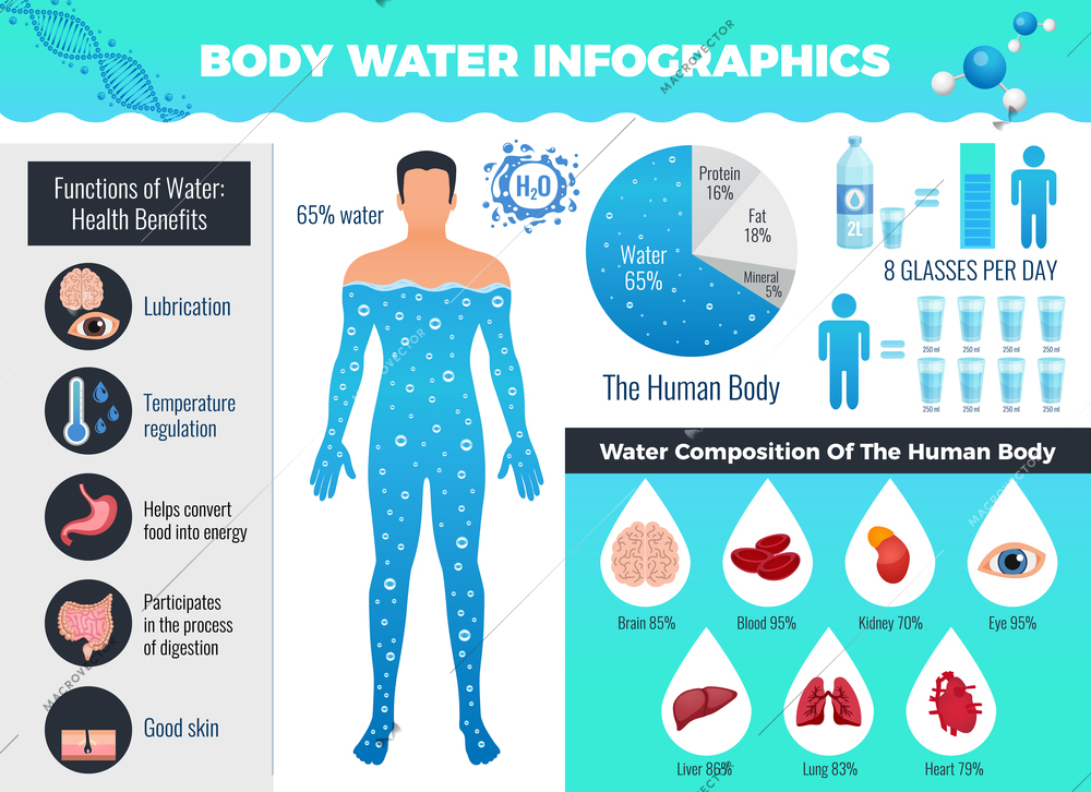 Body and water infographic set with water balance symbols flat vector illustration