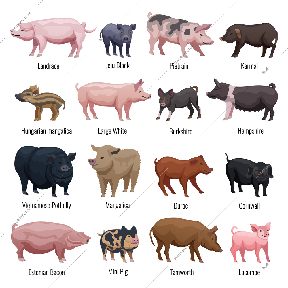 Pig icons set with mini pig and Hampshire breeds flat isolated vector illustration