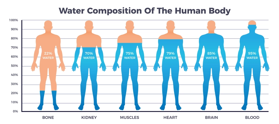 Body and water chart with water composition of human body symbols flat vector illustration