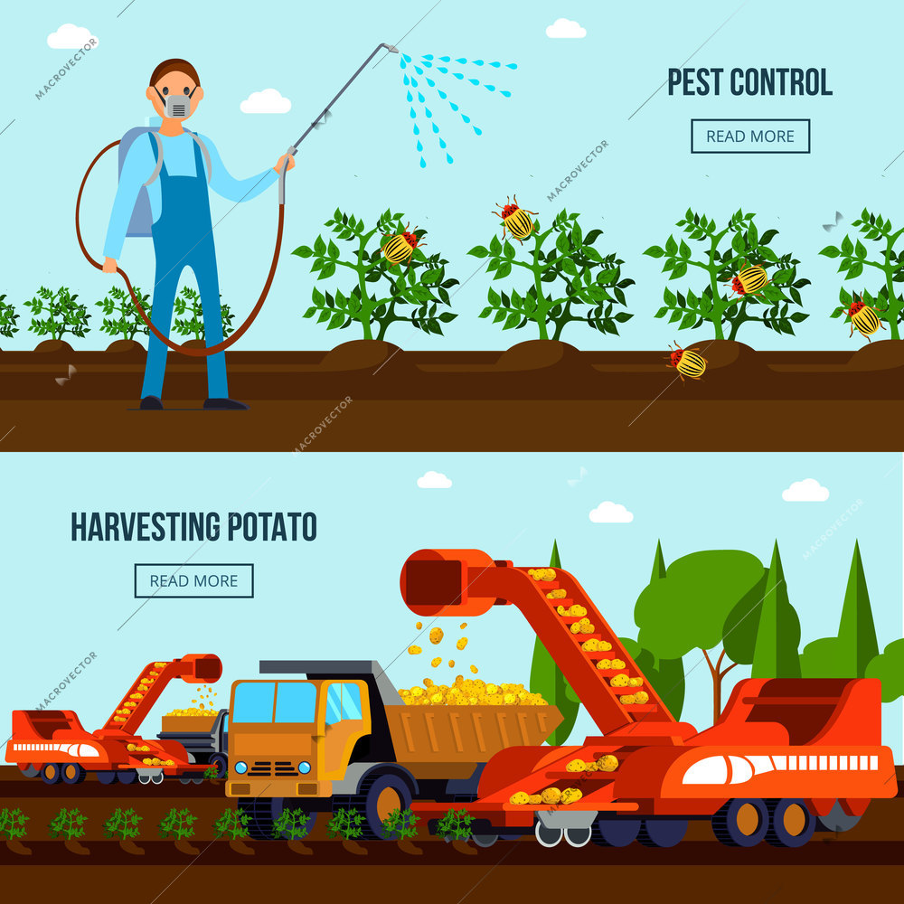 Potato cultivation flat compositions with pest control and agricultural vehicles during harvesting isolated vector illustration