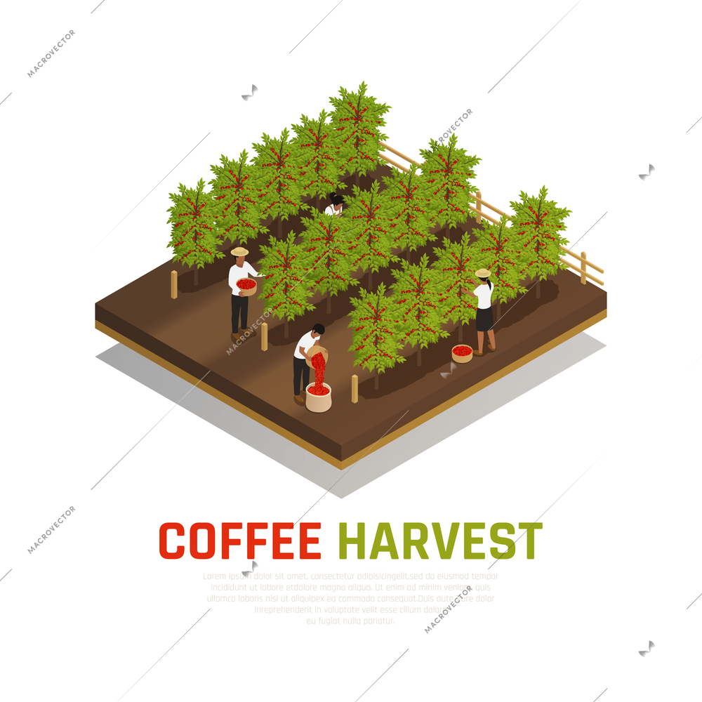 Coffee industry production isometric composition with coffee trees on fazenda with people collecting beans and text vector illustration