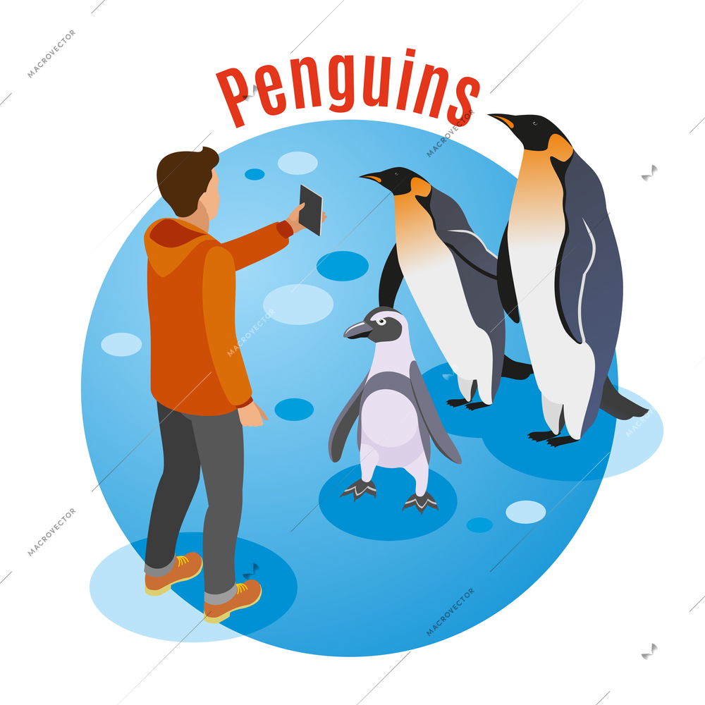 Contact zoo isometric background with penguin family and human character making photo of them on smartphone vector illustration