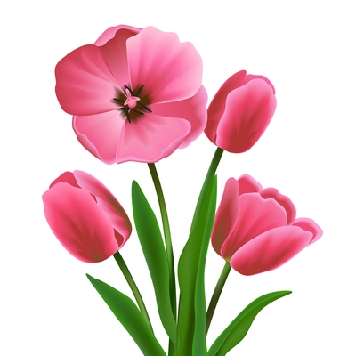 Pink beautiful blossoming tulip flower bouquet realistic vector illustration