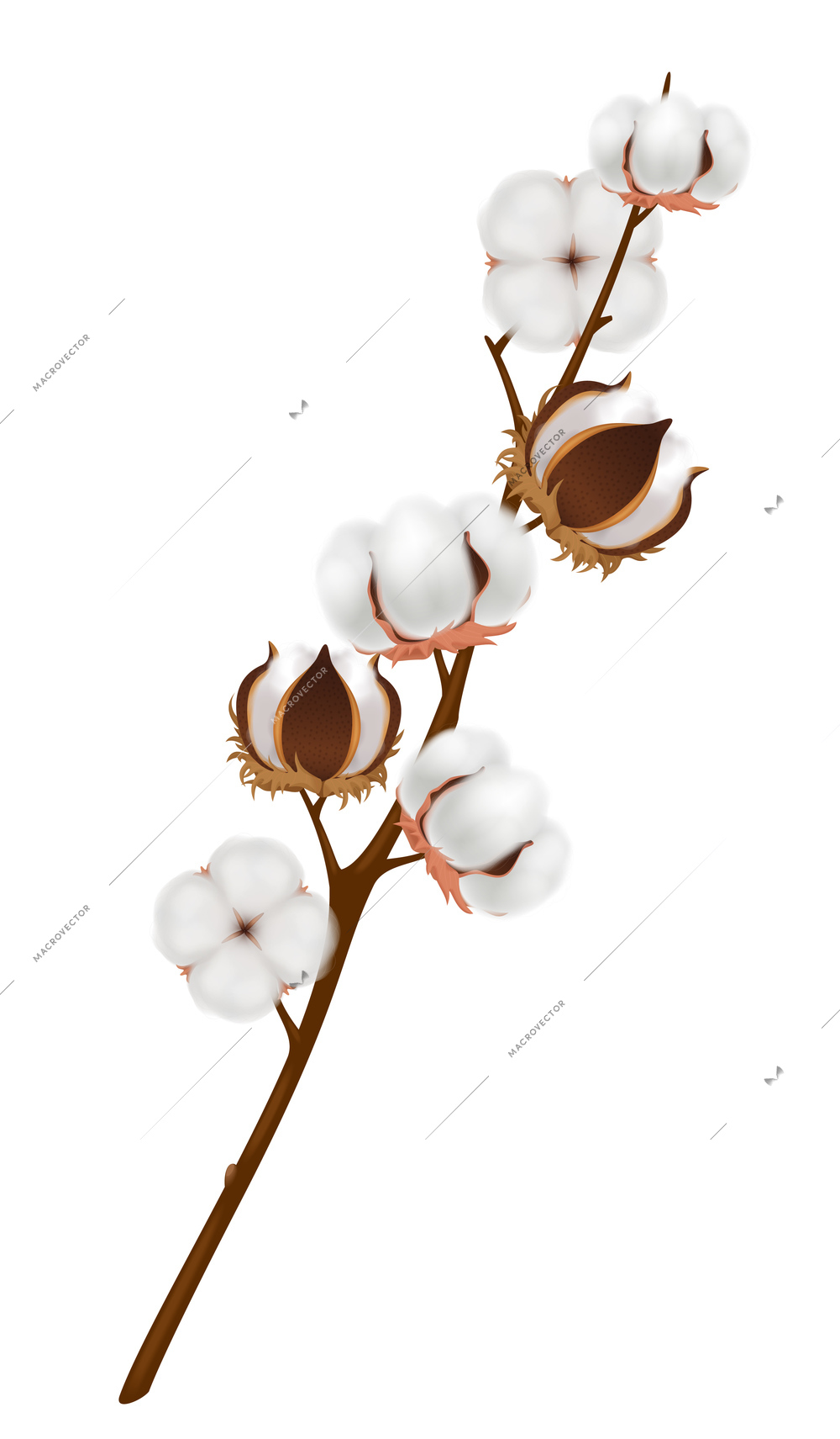 Colored and realistic cotton flower branch composition with ripened harvest on brown branch vector illustration