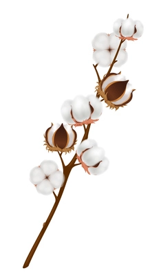 Colored and realistic cotton flower branch composition with ripened harvest on brown branch vector illustration