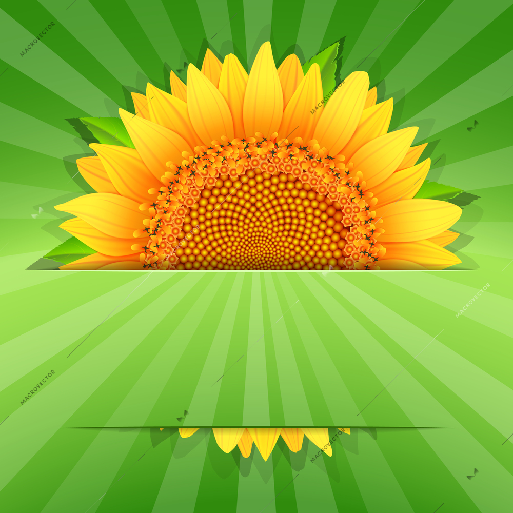 Summer abstract sunflower poster template vector illustration