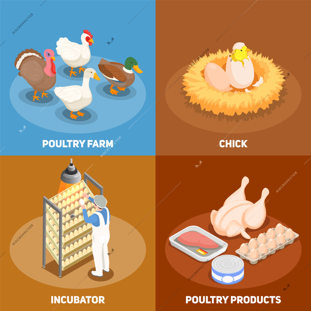 Poultry 2x2 design concept set of chick in nest poultry farm incubator and poultry products square icons isometric vector illustration