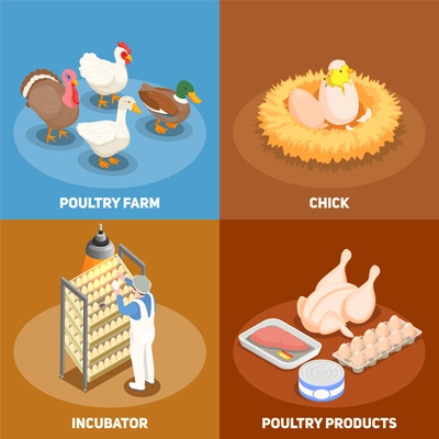 Poultry 2x2 design concept set of chick in nest poultry farm incubator and poultry products square icons isometric vector illustration