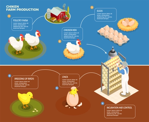 Chicken production step by step scheme from poultry farm to incubation control and breeding of chick isometric vector illustration