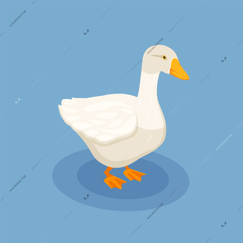 Poultry isometric poster with white goose icon on blue background vector illustration
