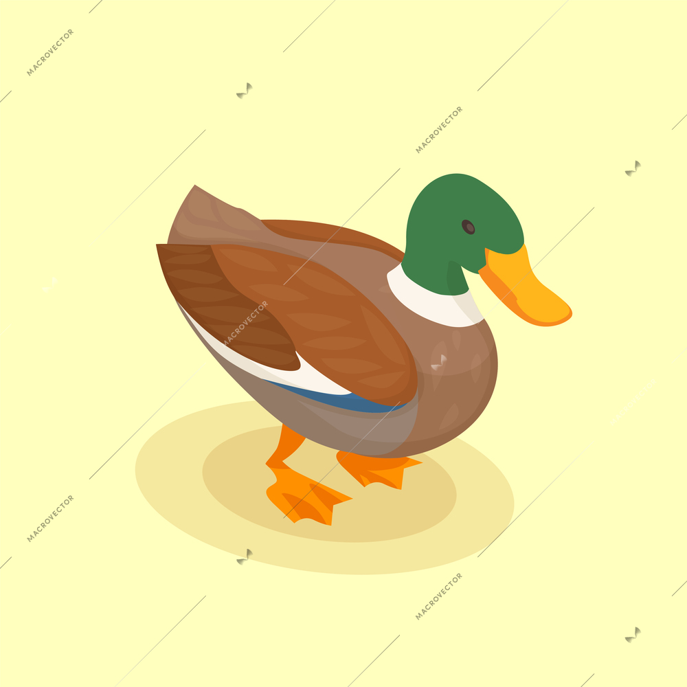 Poultry vector illustration with colored duck isometric icon in cartoon style on yellow background