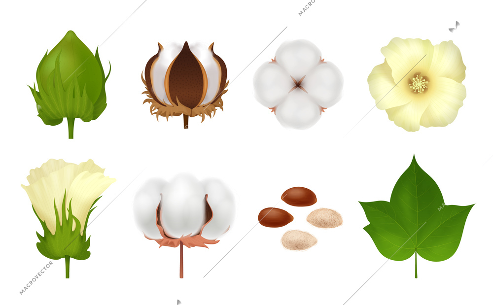 White realistic and 3d cotton  icon set with steps of grow flower on white background vector illustration