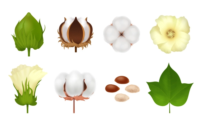 White realistic and 3d cotton  icon set with steps of grow flower on white background vector illustration