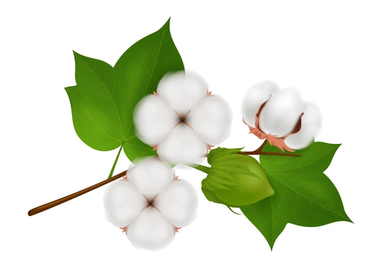 Colored cotton flower branch realistic composition with three beautiful flowers on white background vector illustration