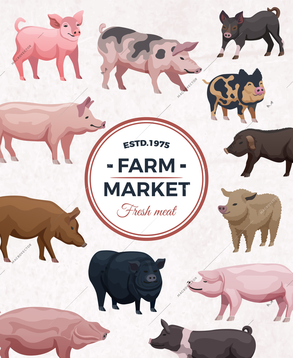 Farm market advertising poster with round frame and various pigs on light background vector illustration