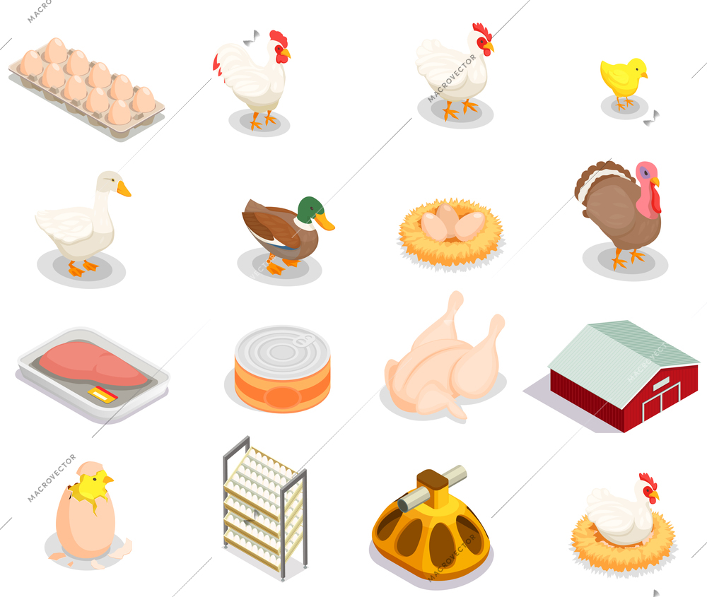 Poultry production isometric set of brood hen bird feeder canned goods eggs gastronomic products isolated vector illustration