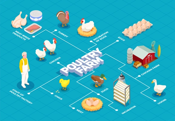 Poultry farm flowchart with chicken farm turkey goose birds eggs meat products isometric elements vector illustration