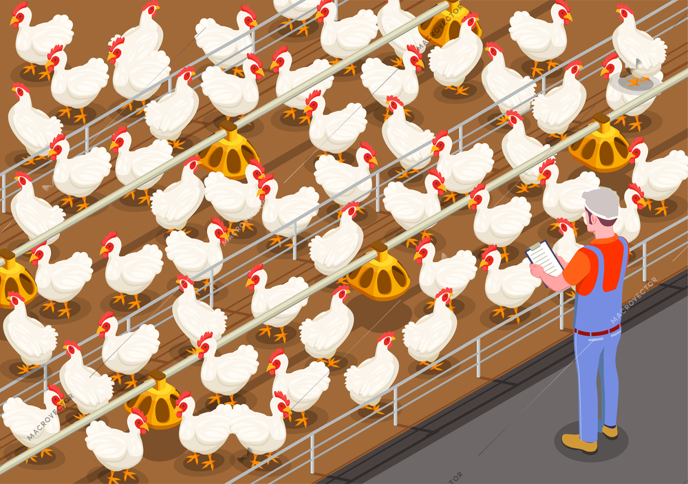 Poultry isometric background with staff member on chicken farm controlling feeding of birds vector illustration