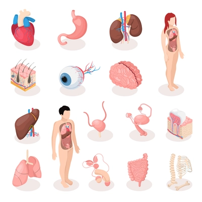 Human organs isometric icons set of male and female reproductive systems skeleton lungs brain liver uterus isolated vector illustration