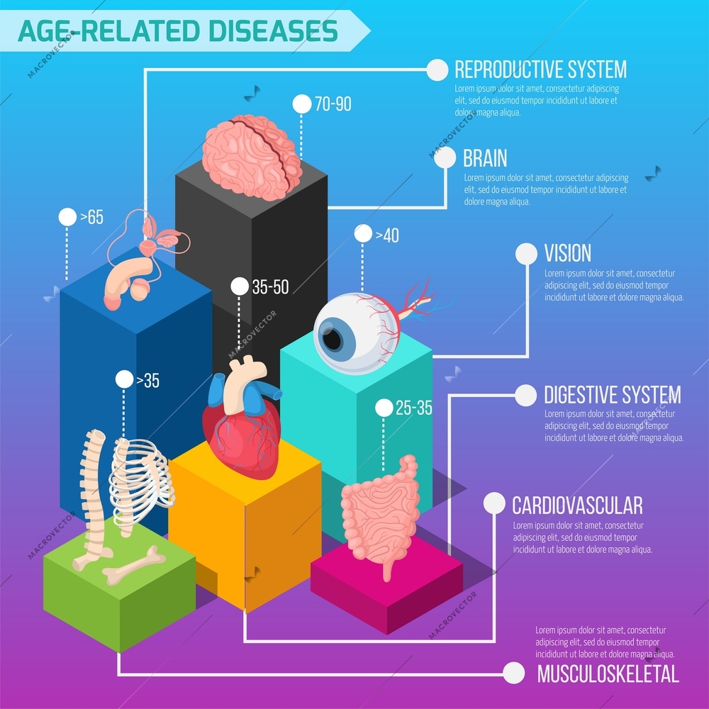 Age related human diseases infographics layout with statistic of defeat of internal organs and biological systems isometric vector illustration