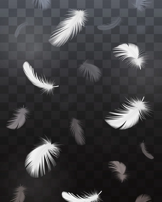 Black and white bird feathers realistic transparent set isolated vector illustration