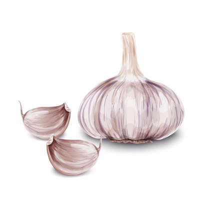 Vegetable organic food realistic fresh garlic isolated on white background vector illustration.