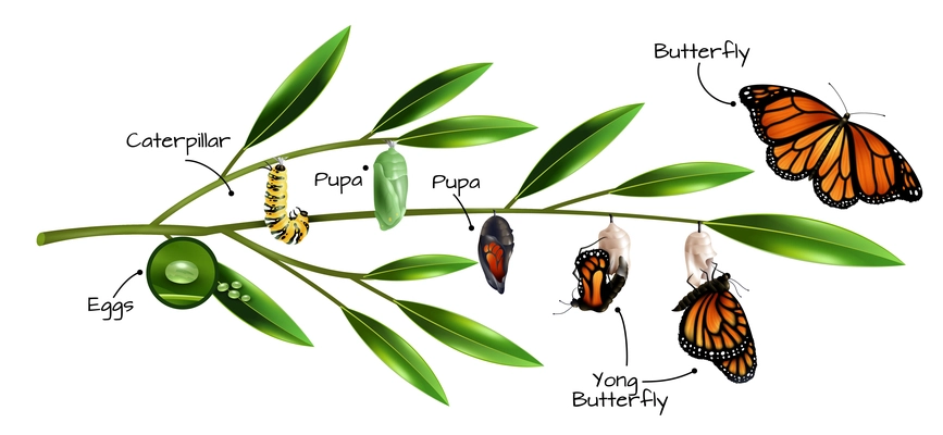 Butterfly metamorphosis on example of danainae monarch species realistic composition vector illustration