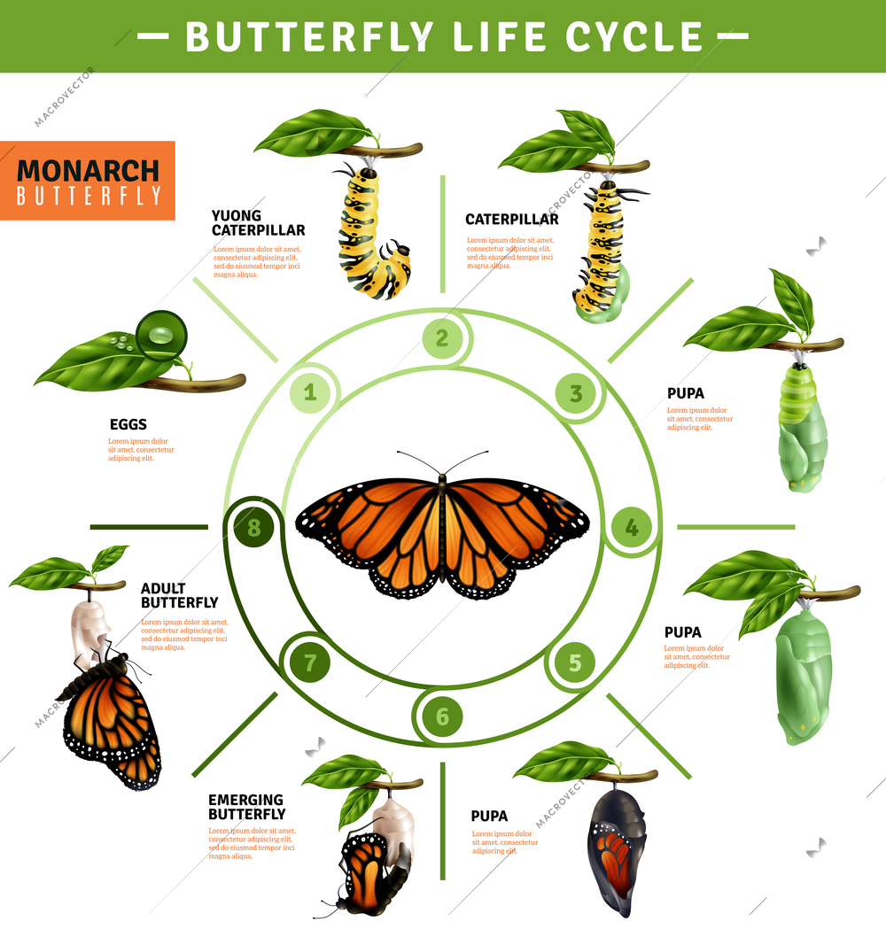 Butterfly life cycle infographics layout  illustrated developing stage of monarch species from eggs to emerging vector illustration