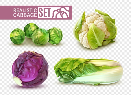 Realistic set with brussels sprouts chinese cabbage cauliflower isolated on transparent background vector illustration