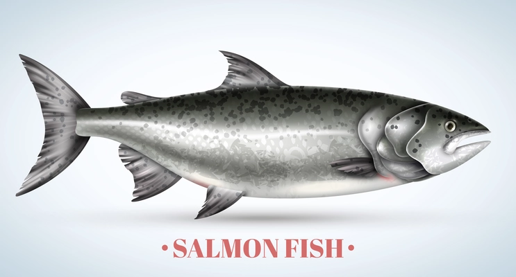 Realistic salmon fish on light background vector illustration