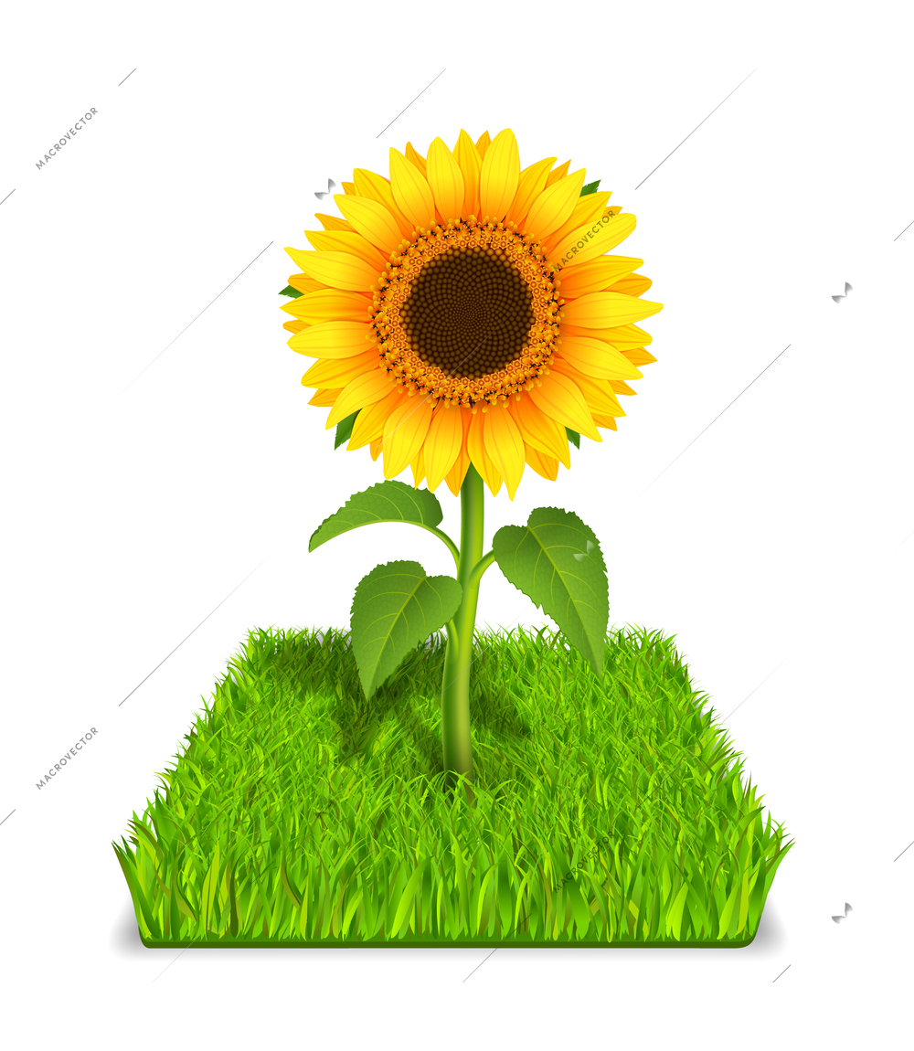 Realistic sunflower in the green grass vector illustration