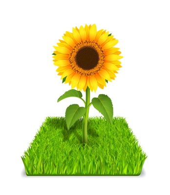 Realistic sunflower in the green grass vector illustration