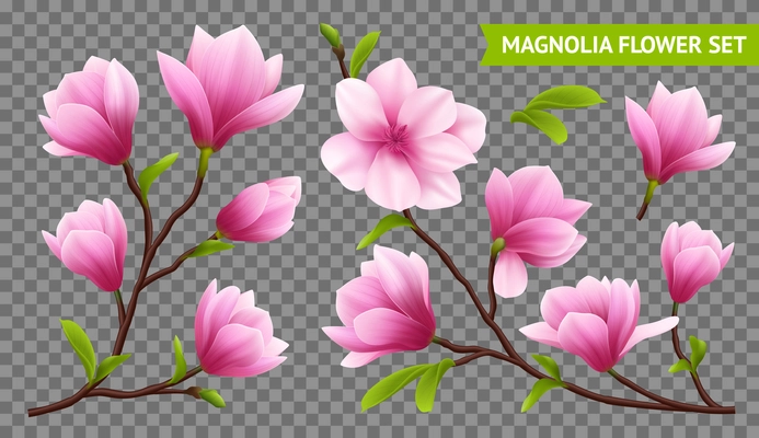 Colored and isolated realistic magnolia flower transparent icon set with branch on transparent background vector illustration