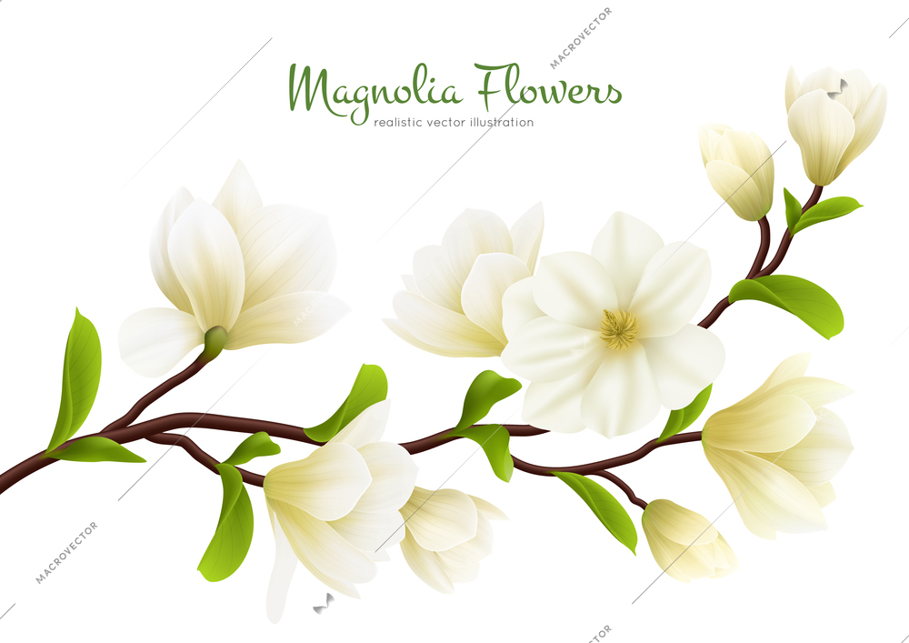 Colored realistic white magnolia flower composition with green calligraphy description vector illustration