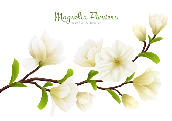 Colored realistic white magnolia flower composition with green calligraphy description vector illustration