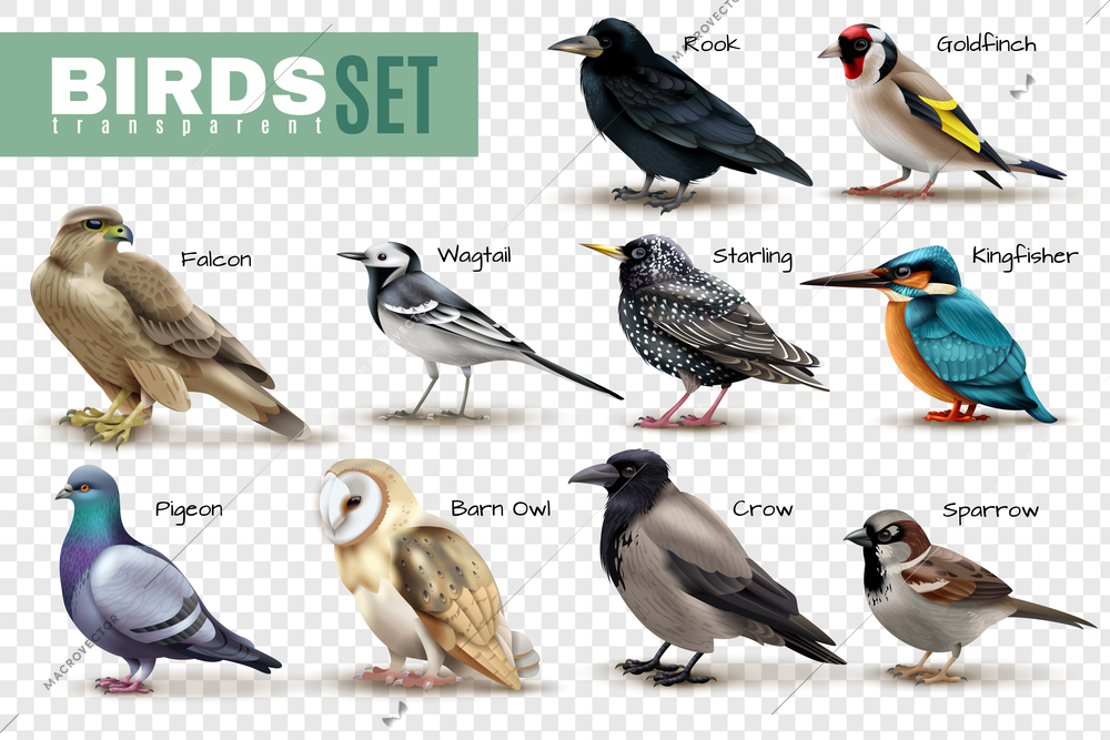 Birds on transparent background set of isolated bird images with various species and editable text captions vector illustration