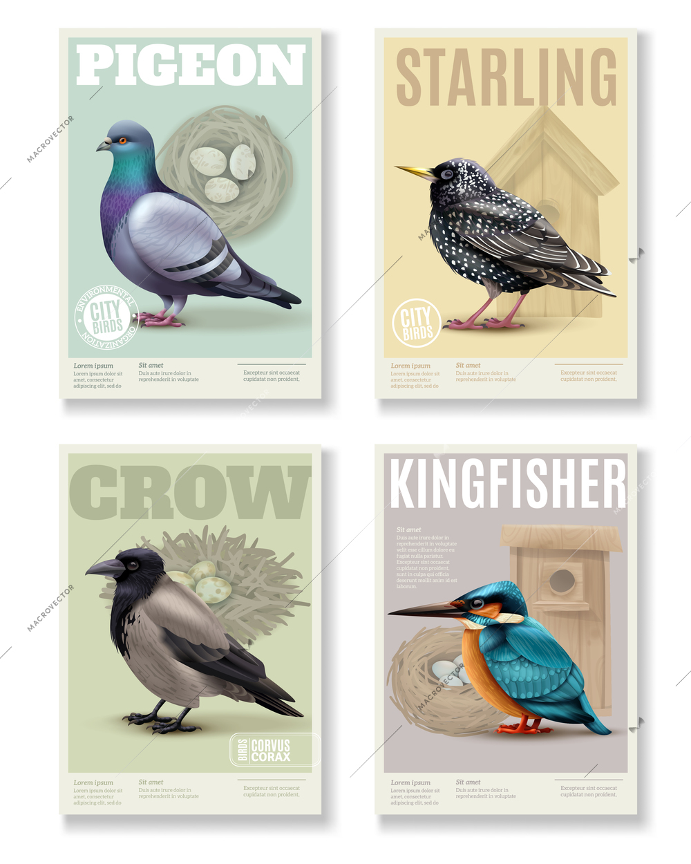 Birds banners collection with four rectangular vertical banners colourful images of various birds and editable text vector illustration