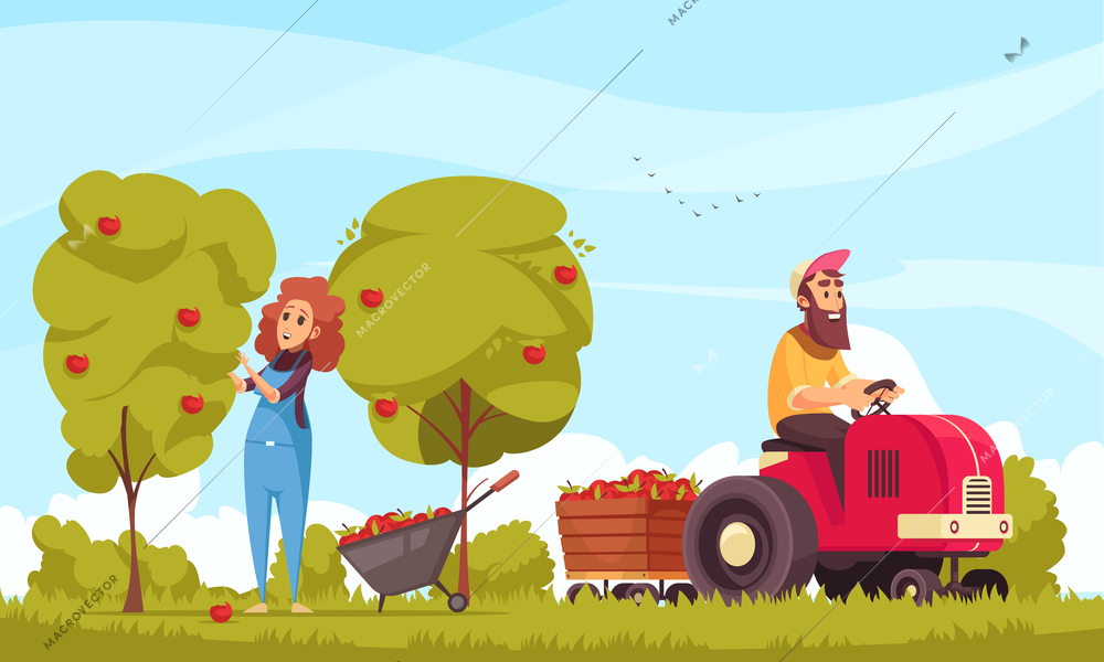 Gardening human characters with tractor during apples harvesting on blue sky background cartoon vector illustration