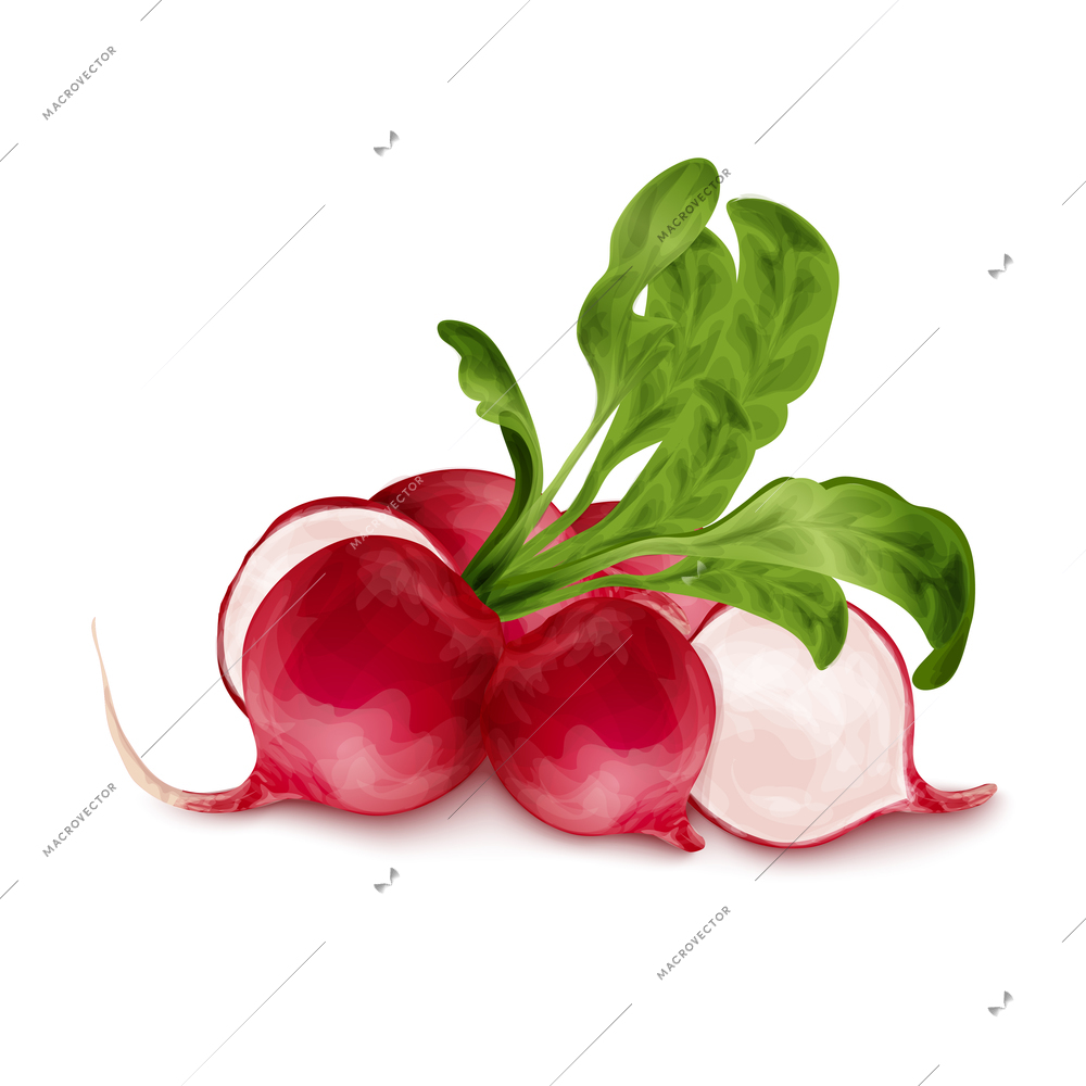 Vegetable organic food realistic fresh radish isolated on white background vector illustration.