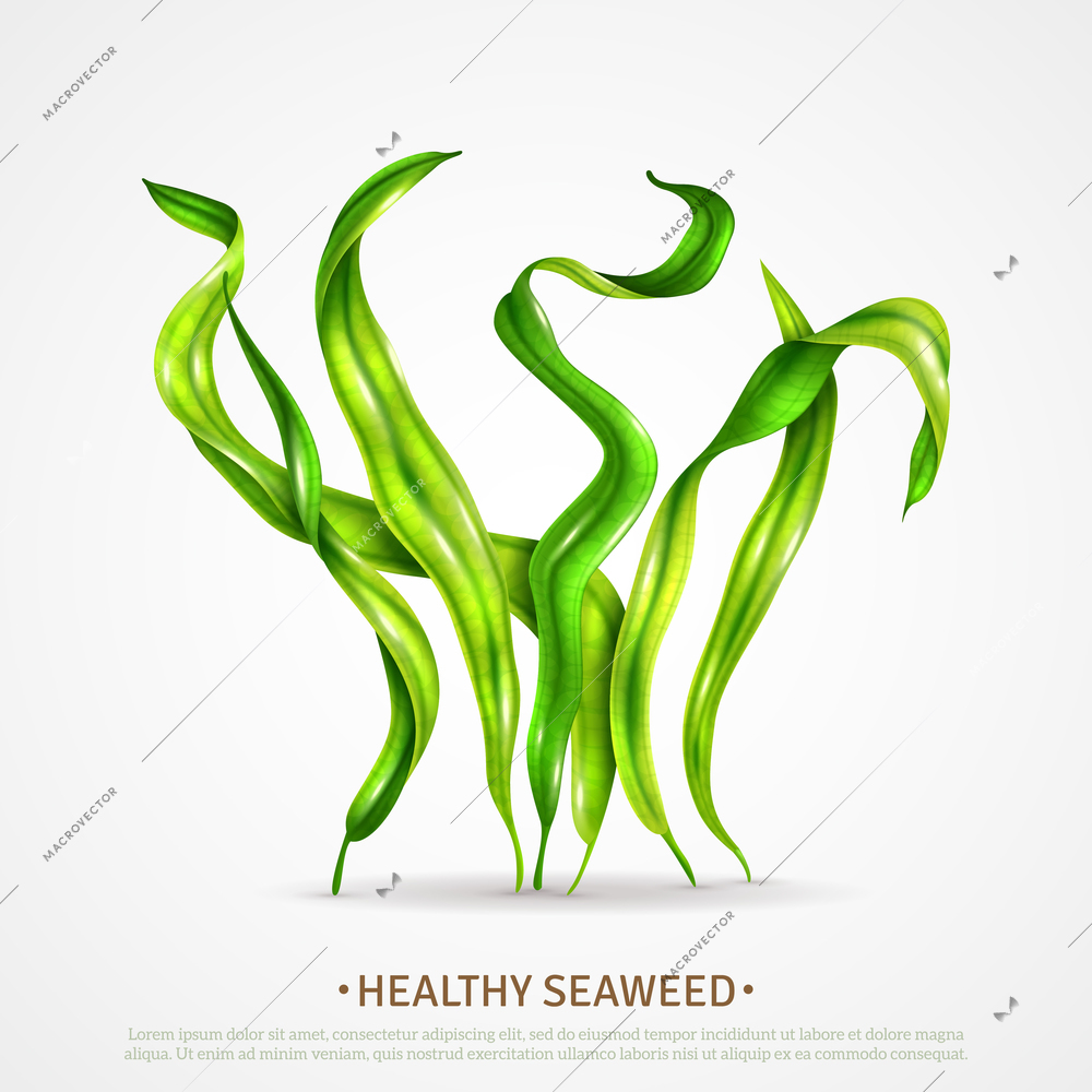 Spirulina healthy super food seaweed rich in protein antioxidants algae realistic advertising poster white background vector illustration