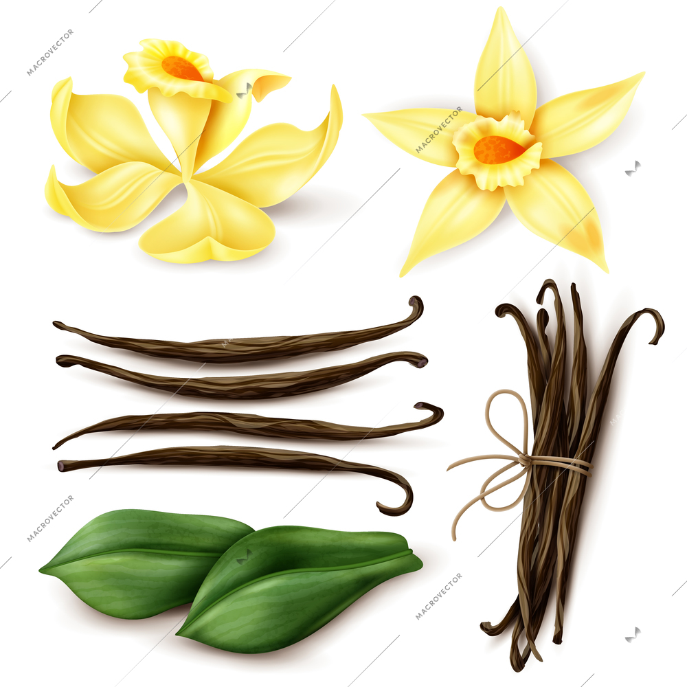 Vanilla plant realistic set with fresh yellow flowers aromatic dried brown beans and leaves isolated vector illustration