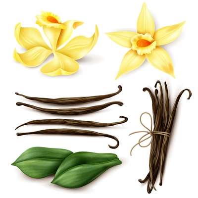 Vanilla plant realistic set with fresh yellow flowers aromatic dried brown beans and leaves isolated vector illustration