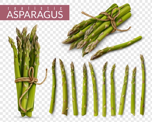 Fresh green asparagus spears realistic set with tied bunches and scattered stalks  against transparent background vector illustration