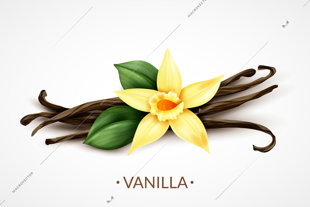 Sweet scented fresh vanilla flower with dried seed pods realistic composition of distinctive culinary flavoring vector illustration