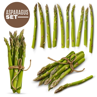 Fresh green tender asparagus shoots spears realistic set with 2 tied bunches and scattered stalks vector illustration