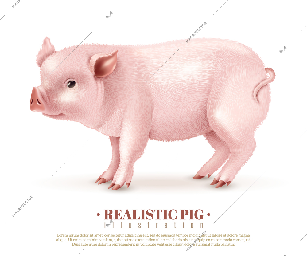 Realistic pink piggy side view isolated on white background for decorated greeting card with new year 2019 vector illustration