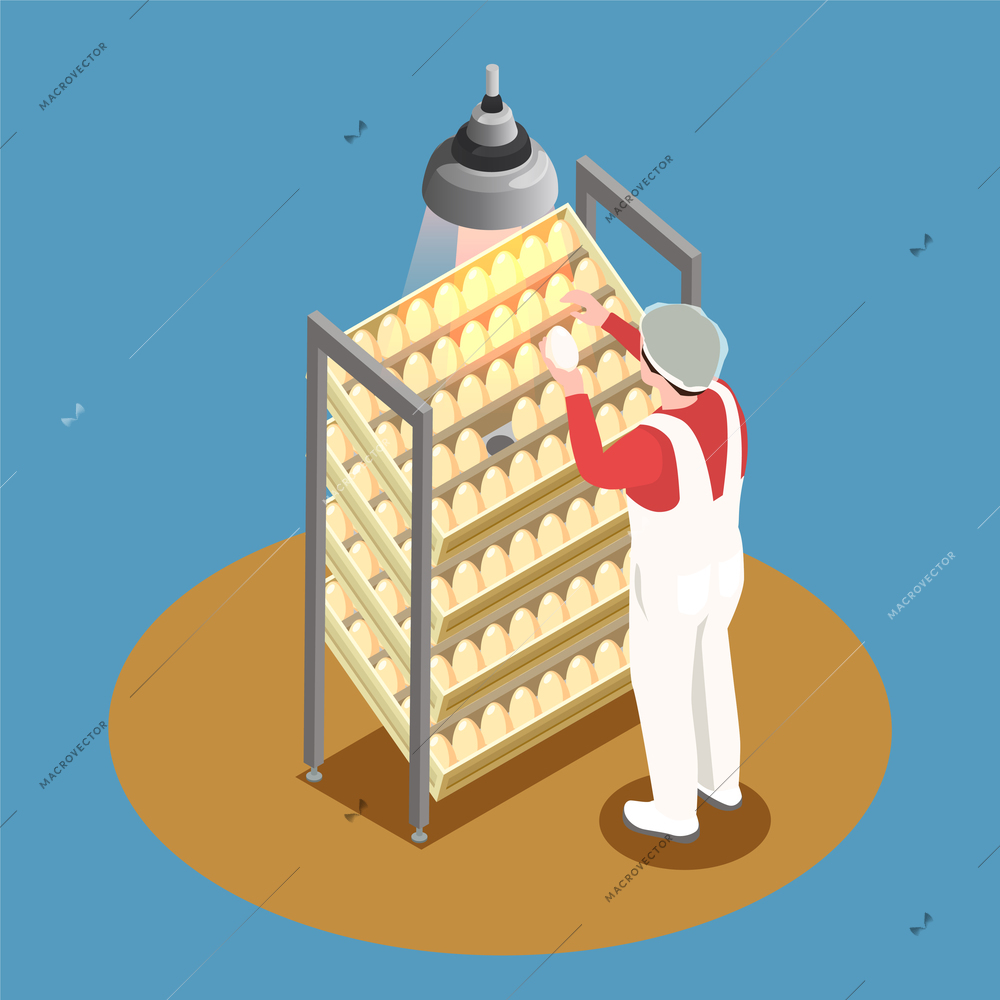 Chicken farm isometric design concept with incubator rack and employee looking through chicken eggs vector illustration