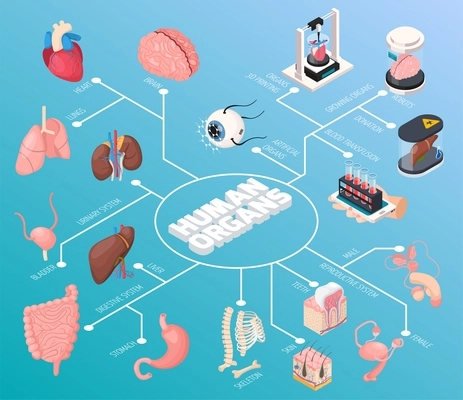 Human organs isometric flowchart  demonstrated male and female internal organs and also blood transfusion donation and 3d printing vector illustration